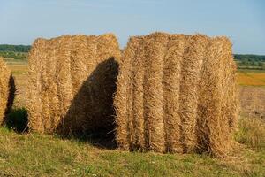 Golden hay bales are arranged neatly in a field, surrounded by open farmland and clear skies, showcasing the harvest season photo
