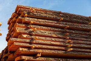 Sturdy logs are stacked neatly in a timber yard, drying under the warm glow of afternoon light, showcasing their natural textures photo