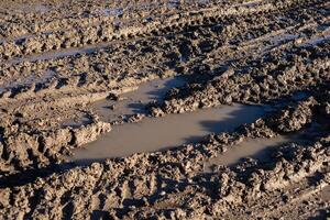 Muddy terrain displays deep tire tracks and puddles, indicating recent rainfall in an outdoor agricultural setting photo
