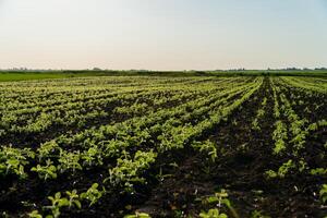 Rows of healthy soybean plants thrive in a field, signaling a successful harvest season under bright sunlight photo