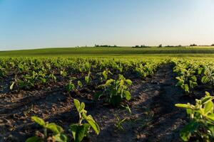 Vibrant soybean plants stretch across the field, basking in sunlight while new pods begin to form against a bright blue sky photo