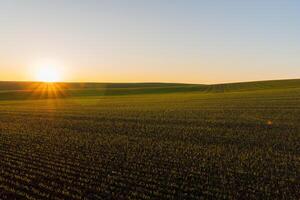 Wheat sprouts flourish in a winter field photo