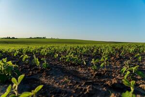 Young soybean plants thrive in rows across a vast agricultural field, basking under the bright sun in summer photo