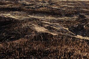 Once vibrant grassland is now charred and scorched, showcasing the severe impact of a recent fire that devastated the area photo