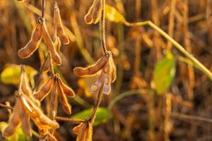 Soybean plants display their pods filled with beans against a backdrop of golden light in a rural farming field photo