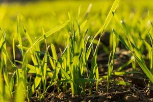 Bright green wheat sprouts rise from the rich soil of a winter field, highlighting nature's renewal and growth under the sunlight photo