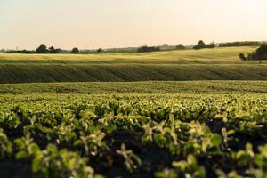 Rows of vibrant soybean seedlings blanket the field, basking in the soft glow of dawn as agriculture flourishes in the countryside photo