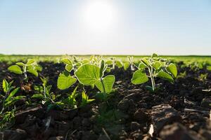 Young soybean seedlings bask in the warm sunlight of dawn, showing vibrant green leaves growing in fertile soil on a tranquil farm photo