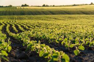 Soybean sprouts emerge vibrantly in a field, basking in the warm sunlight at dawn, showcasing healthy growth on fertile soil photo