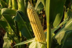 A close-up view of a developing corn ear nestled among healthy green leaves in a cornfield on a sunny afternoon photo