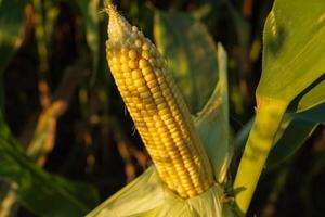 Golden corn on the cob stands proudly in a lush green field, basking in warm sunlight during late summer, ready for harvest photo
