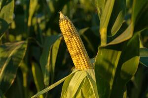A close-up of a yellow corn ear surrounded by lush green leaves in a sunlit field during the late afternoon hours photo