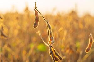 Under the warm glow of evening light, ripe soybean pods dangle from their plants, hinting at a bountiful harvest ahead photo