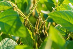Lush green leaves cradle plump soybeans, basking in warm sunlight, signifying a healthy summer harvest in a vibrant field photo