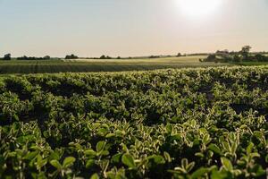 Rows of vibrant green crops stretch across rolling hills under the warm embrace of the afternoon sun, creating a serene landscape photo
