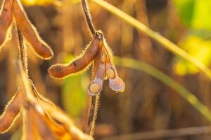 Sunlight filters through the soybean plants, illuminating golden pods filled with seeds, capturing the essence of a serene harvest evening photo