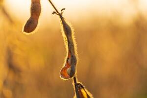 Sunlight filters through a soybean plant, highlighting the soft textures of its pods and inviting warmth of the harvest season photo