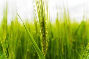 Lush green wheat stalks rise prominently, with grains developing at the tips, under a soft, cloudy sky. The atmosphere feels tranquil and natural photo
