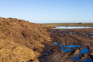 Organic manure is stacked high next to a muddy area with standing water on a sunny day in the countryside photo