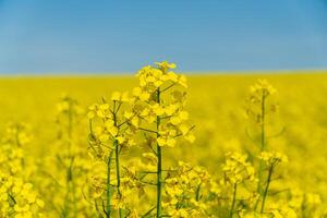 Vibrant yellow blossoms fill a vast field stretching to the horizon on a sunny spring day, creating a picturesque natural landscape photo