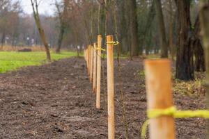 Young trees are being planted in a park area, with wooden stakes marking their positions. The ground is freshly turned and surrounded by trees photo
