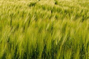 A lush field of green wheat stretches across the landscape, dancing softly in the warm breeze under a clear blue sky photo