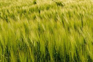 Sunlight highlights a vibrant barley field, with tall green stalks swaying gently in a soft breeze, creating a serene atmosphere photo