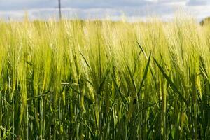 Tall green barley stalks sway softly in the wind beneath an overcast sky, reflecting the warm light of the setting sun photo