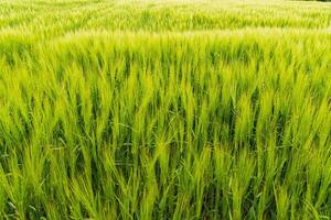 Vibrant wheat field showing tall green stalks dancing in the wind during a sunny day in late spring, surrounded by natural beauty photo