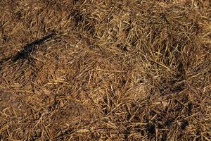 Farming activity shows a thick layer of mixed straw and manure, indicating land preparation for crop growth under clear skies photo