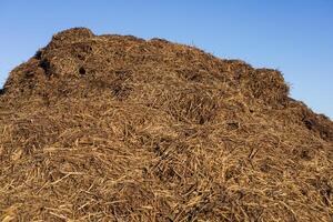 A large heap of dry hay and straw rests under a bright blue sky, showcasing the farming environment and sunlit textures photo