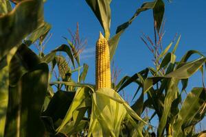 Corn plants reach towards a clear blue sky as ripe cobs emerge, signaling the height of summer harvest season photo