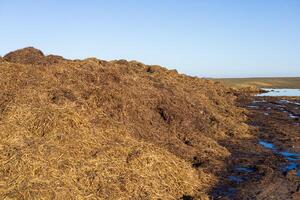 Large piles of hay and straw are stacked near a water body, surrounded by a wide landscape and clear skies, in a rural environment photo