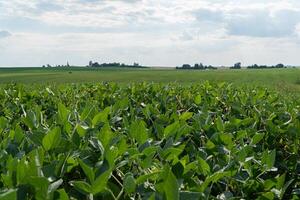 Lush green soybean plants stretch across the field, with a vast sky and distant hills visible under the afternoon sun photo