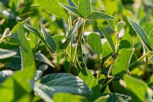 A vibrant display of green soybean plants basking in bright sunlight showcases healthy growth in a field during summer photo