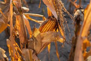 Sunlight filters through dry corn plants, highlighting a ripe ear of corn nestled among the leaves in an autumn field photo