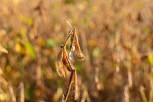 Dewdrops cling to soybean pods in a sunlit field, showcasing nature's details during early morning hours in autumn photo
