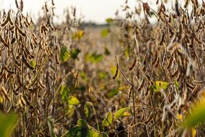 Rows of mature soybean plants stand tall in a field, their pods filled and ready for harvest in golden sunlight during the late afternoon photo