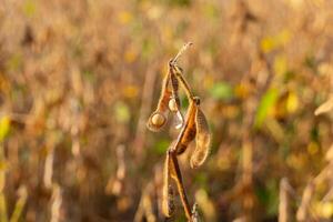 Water droplets rest on mature soybean pods swaying gently in a sunlit field, surrounded by vibrant fall colors photo