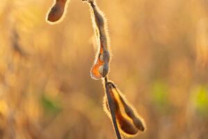 Sunlight bathes soybean pods on a plant, showcasing their fuzzy texture and ripe seeds against a warm, golden background during harvest photo