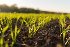 Fresh green grass grows from dark soil under warm sunlight in a serene field during early morning in late spring photo