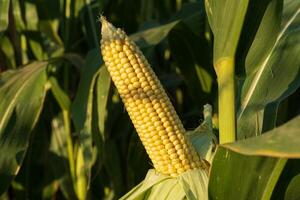 Close-up of a ripe ear of corn on a stalk, illuminated by the warm light of sunset, showcasing the lush green leaves surrounding it photo