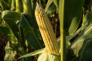 Ripe corn ear hangs from green leaves in a field, illuminated by warm late afternoon sunlight, showcasing its golden kernels photo