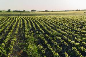 Rows of healthy green seedlings grow in neatly arranged patterns across the expansive farmland, illuminated by the soft early morning sun photo