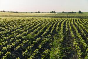 Vibrant green crops grow in neat, parallel rows across a vast field under a clear sky in the late afternoon light photo