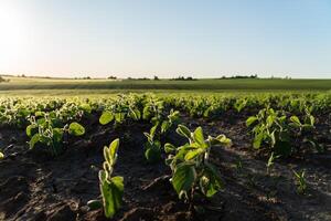 Soybean plants grow steadily in rich soil under the warm sunlight of a late afternoon, showcasing vibrant green leaves and farmland photo