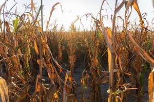 Corn stalks stand tall but dried in a field, illuminated by warm sunlight during the golden hour of an autumn evening photo
