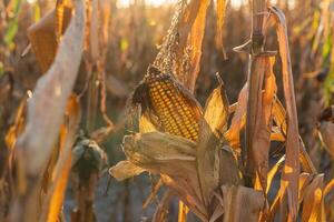 Sunlight filters through dry corn plants in a field, highlighting ripe ears of corn ready to be harvested during early evening hours photo