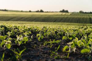 Young green plants grow vibrantly on dark soil, illuminated by soft sunlight in a sprawling field during the evening photo