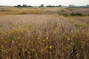 In the early light of dawn, expansive fields of ripening crops showcase hues of brown and hints of yellow, creating a peaceful rural atmosphere photo